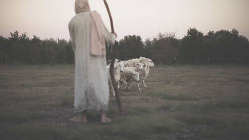 52storiesshepherdpic